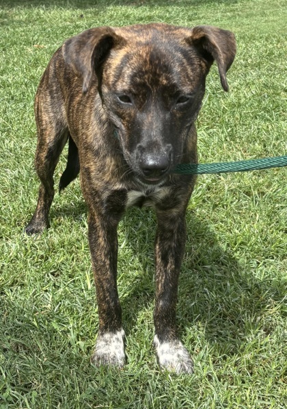Shelter Stray Female Dog last seen Near Bruce Road, Atlanta 30329, 30329, GA, 3280 Chamblee Dunwoody Rd, Chamblee, GA 30341, USA