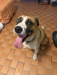Found/Stray Male Dog last seen Near the family dollar on 3311 NW 17th Ave Miami, FL 33142, Miami, FL 33142