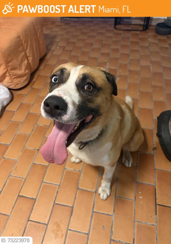 Found/Stray Male Dog last seen Near the family dollar on 3311 NW 17th Ave Miami, FL 33142, Miami, FL 33142