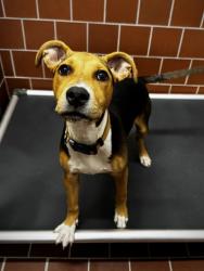 Shelter Stray Female Dog last seen Near blk bluebell-EV, EVERMAN, TX, 3961 Bluebell Dr, Everman, TX 76140, USA