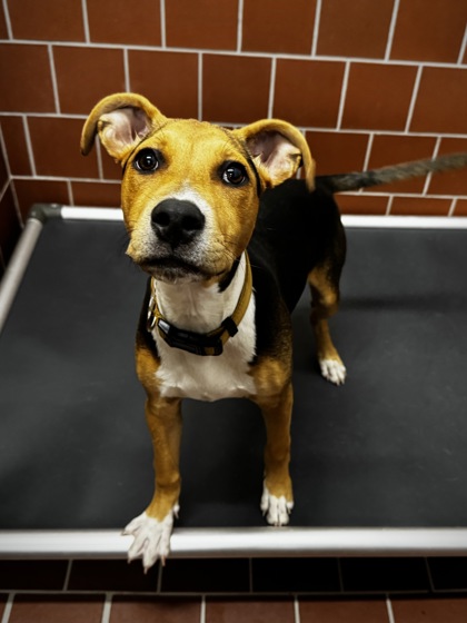 Shelter Stray Female Dog last seen Near blk bluebell-EV, EVERMAN, TX, 3961 Bluebell Dr, Everman, TX 76140, USA