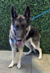 Shelter Stray Female Dog last seen Near COVINGTON RIDGE, CITY of El Paso, TX, 5001 Fred Wilson Ave, El Paso, TX 79906, USA