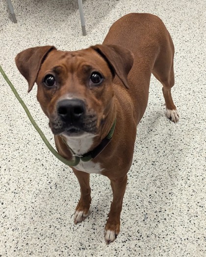 Shelter Stray Female Dog last seen Near Brumbley Ct/ Graham Rd, Fairburn, GA, 1251 Fulton Industrial Blvd NW, Atlanta, GA 30336, USA