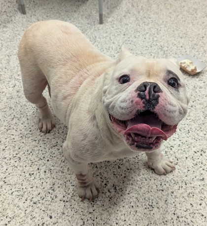 Shelter Stray Female Dog last seen Near HOLCOMB BRIDGE RD, Roswell,, 1251 Fulton Industrial Blvd NW, Atlanta, GA 30336, USA