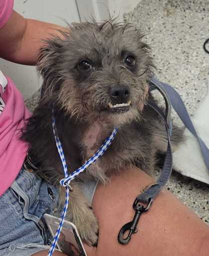 Shelter Stray Female Dog last seen Near Baltimore, 64111, MO, 7077 Elmwood Ave, Kansas City, MO 64132, USA