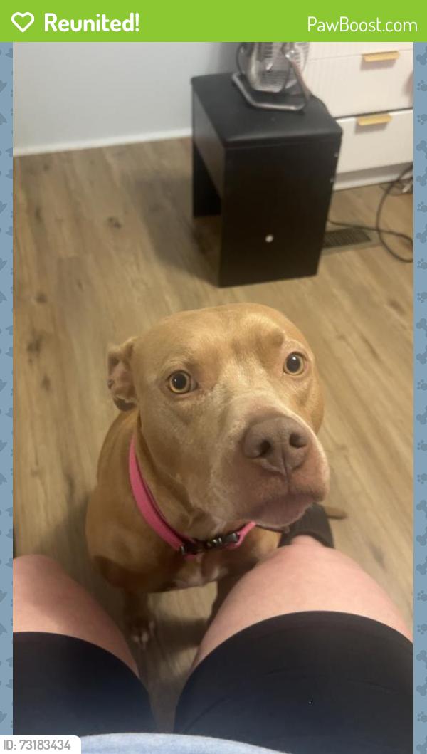 Reunited Female Dog last seen Forest place behind Burger King on Hwy 80, Macon, GA 31206