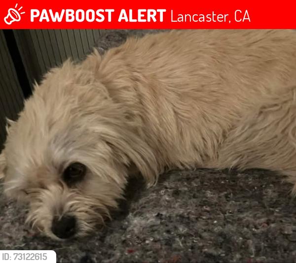 Lost Female Dog last seen Lancaster CA, Lancaster, CA 93534