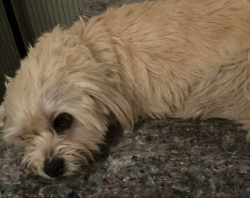 Lost Female Dog last seen Lancaster CA, Lancaster, CA 93534