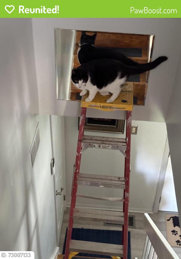 Reunited Female Cat last seen Concord Rd and Silvan Drive, York, PA 17402