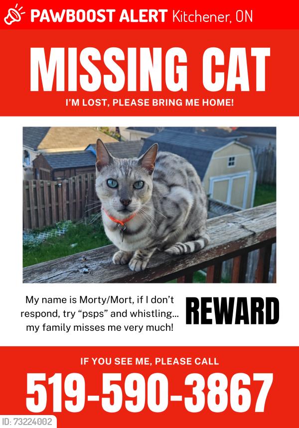 Lost Male Cat last seen Sunrise Centre, Kitchener, ON 