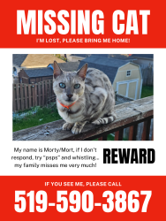 Lost Male Cat last seen Sunrise Centre, Kitchener, ON 