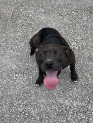 Found/Stray Female Dog last seen U.S. Highway 281 near airport, San Antonio, TX 78209