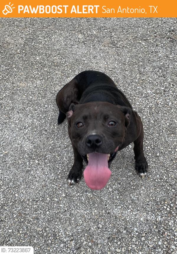 Found/Stray Female Dog last seen U.S. Highway 281 near airport, San Antonio, TX 78209