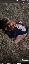 Lost Female Dog last seen Near Frankford rd Dallas Texas 75287, Dallas, TX 75287