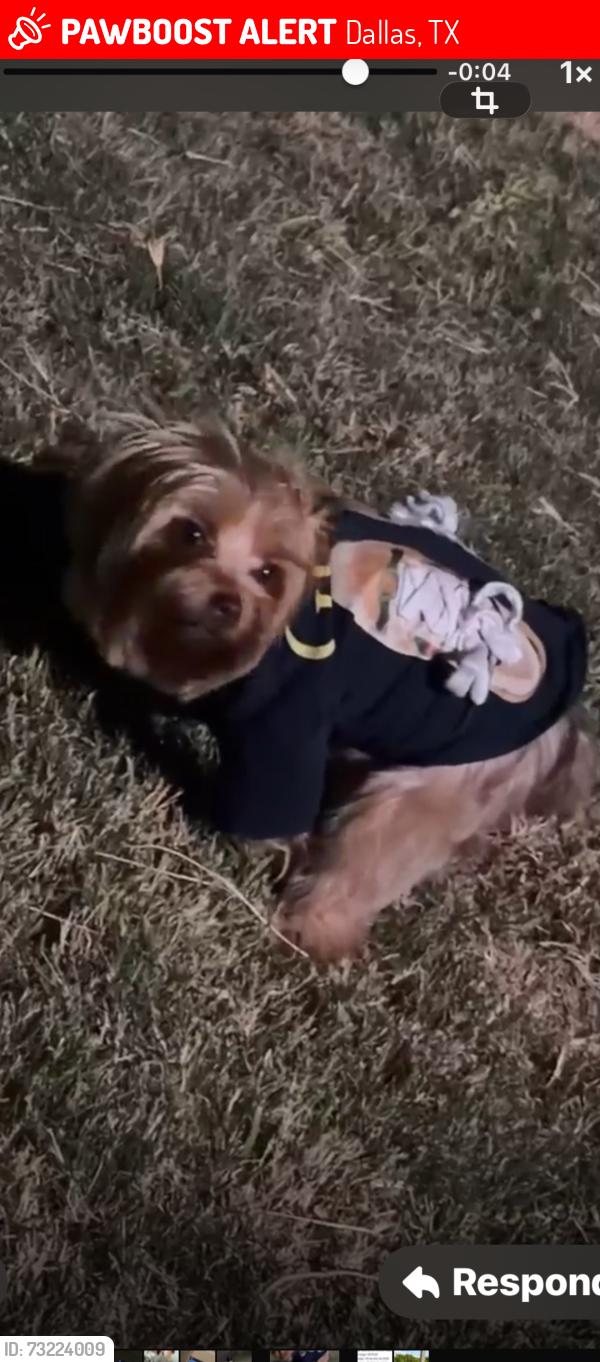 Lost Female Dog last seen Near Frankford rd Dallas Texas 75287, Dallas, TX 75287