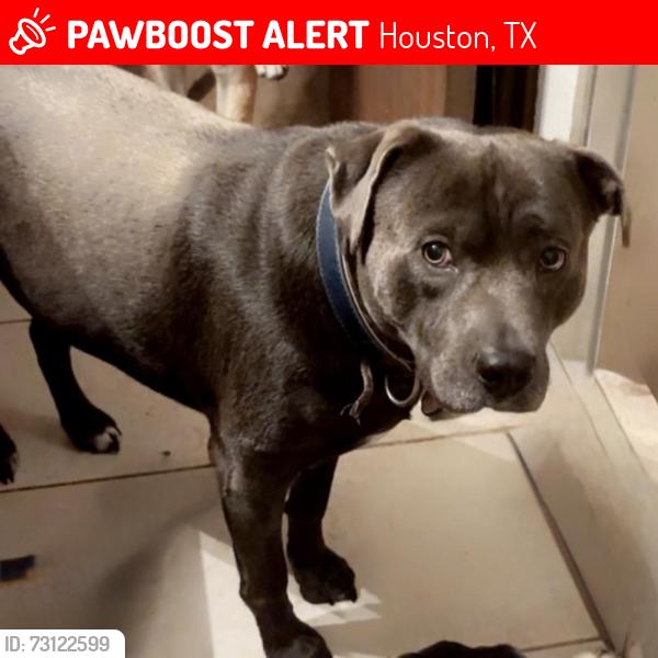 Lost Male Dog last seen Dewville Ln. & Canino Rd., Houston, TX 77037