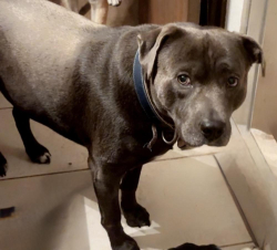 Lost Male Dog last seen Dewville Ln. & Canino Rd., Houston, TX 77037