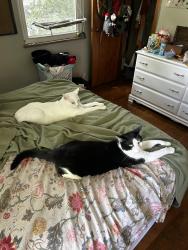 Reunited Male Cat last seen Clinton-Como Park, Columbus, OH 43202