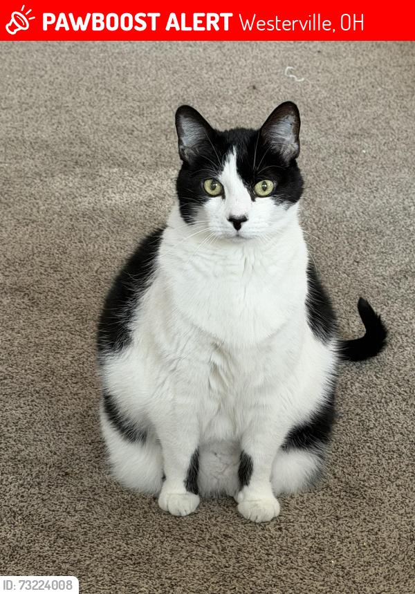 Lost Male Cat last seen East Walnut Street and Hempstead Road, Westerville, OH 43081