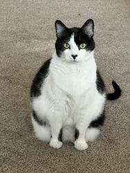 Lost Male Cat last seen East Walnut Street and Hempstead Road, Westerville, OH 43081