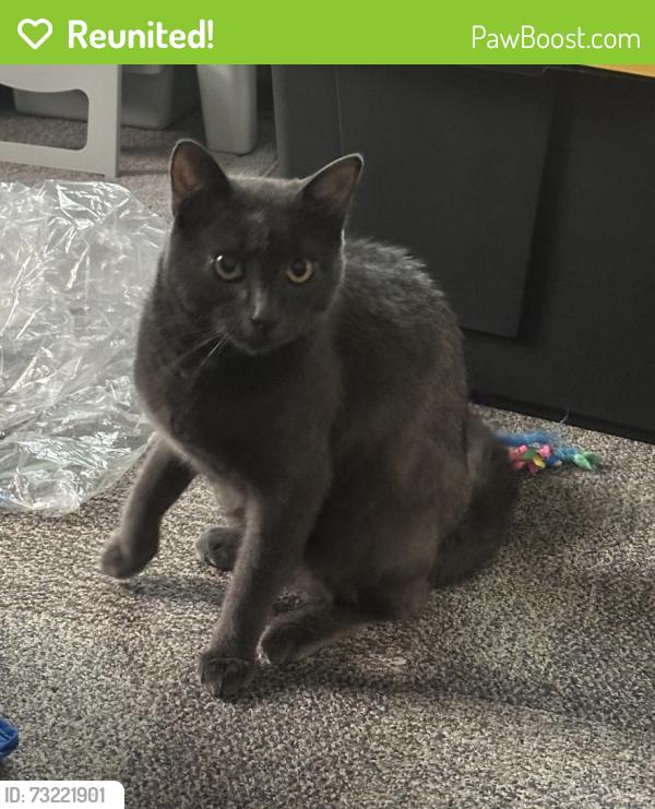 Reunited Male Cat last seen Near Ants In Your Plants garden, Irvine, CA 92617