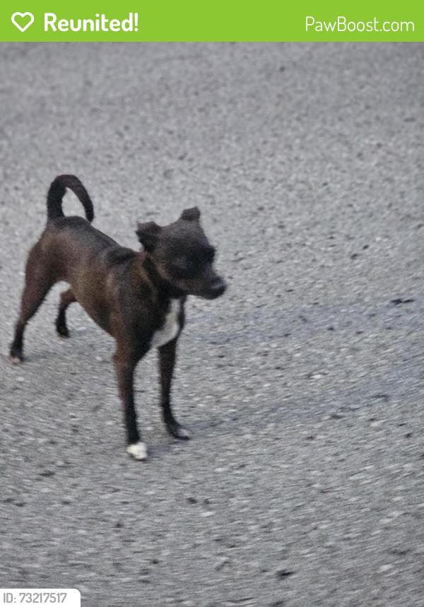 Reunited Female Dog last seen Paden ln, Chattanooga, TN 37363