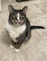 Lost Male Cat last seen Isbister St / Buchanan Blvd / Lumsden Ave, Winnipeg, MB 