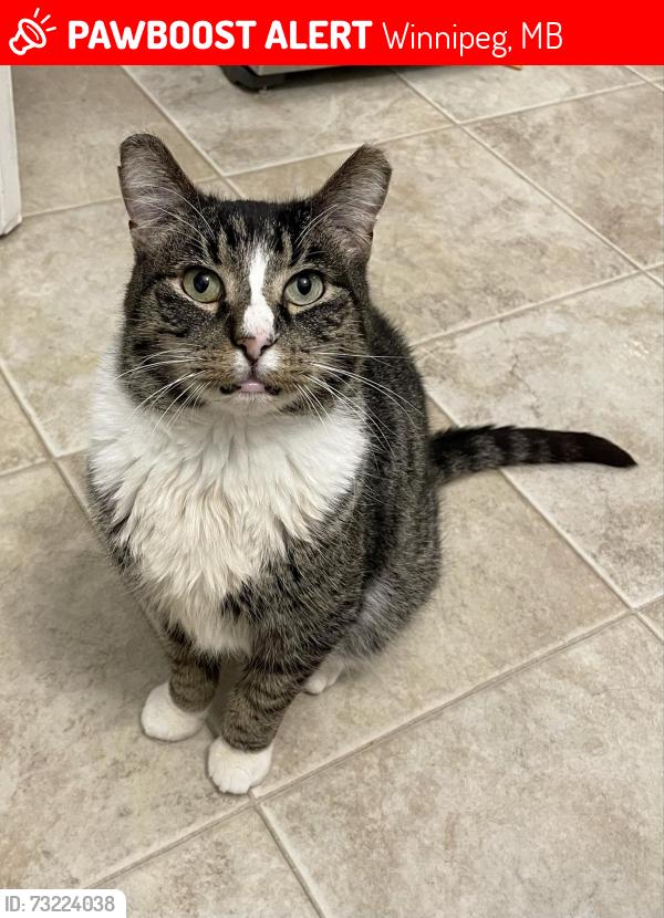 Lost Male Cat last seen Isbister St / Buchanan Blvd / Lumsden Ave, Winnipeg, MB 