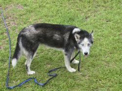 Found/Stray Unknown Dog last seen Don steed elementary, Raeford, NC 28376