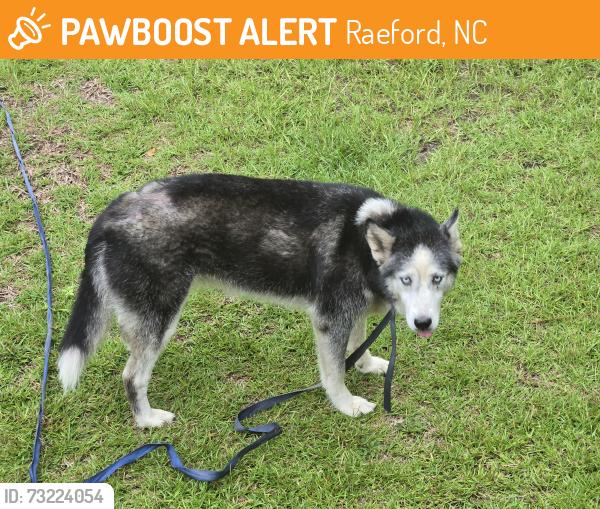 Found/Stray Unknown Dog last seen Don steed elementary, Raeford, NC 28376