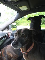 Reunited Male Dog last seen Yankee doodle, McDonough, GA 30252