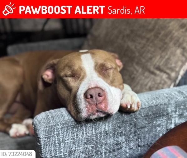 Lost Female Dog last seen West Sardis & North Sardis Road, Sardis, AR 72103