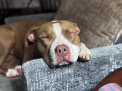 Lost Female Dog last seen West Sardis & North Sardis Road, Sardis, AR 72103