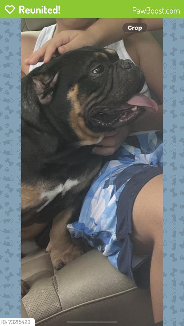 Reunited Unknown Dog last seen Central and halsted, Rockford, IL 61104