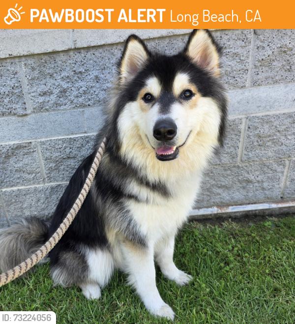 Found/Stray Male Dog last seen Near Olive Ave, Long Beach, CA 90805, Long Beach, CA 90805