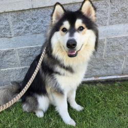 Found/Stray Male Dog last seen Near Olive Ave, Long Beach, CA 90805, Long Beach, CA 90805