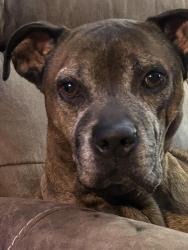 Reunited Male Dog last seen East Paulding Drive, Dallas, GA 30157