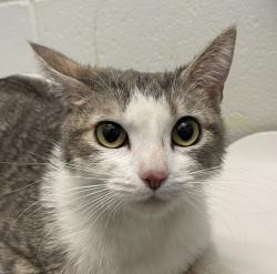 Shelter Stray Female Cat last seen Sheridan and Alameda, Lakewood, CO, 80226, 580 McIntyre St, Golden, CO 80401, USA
