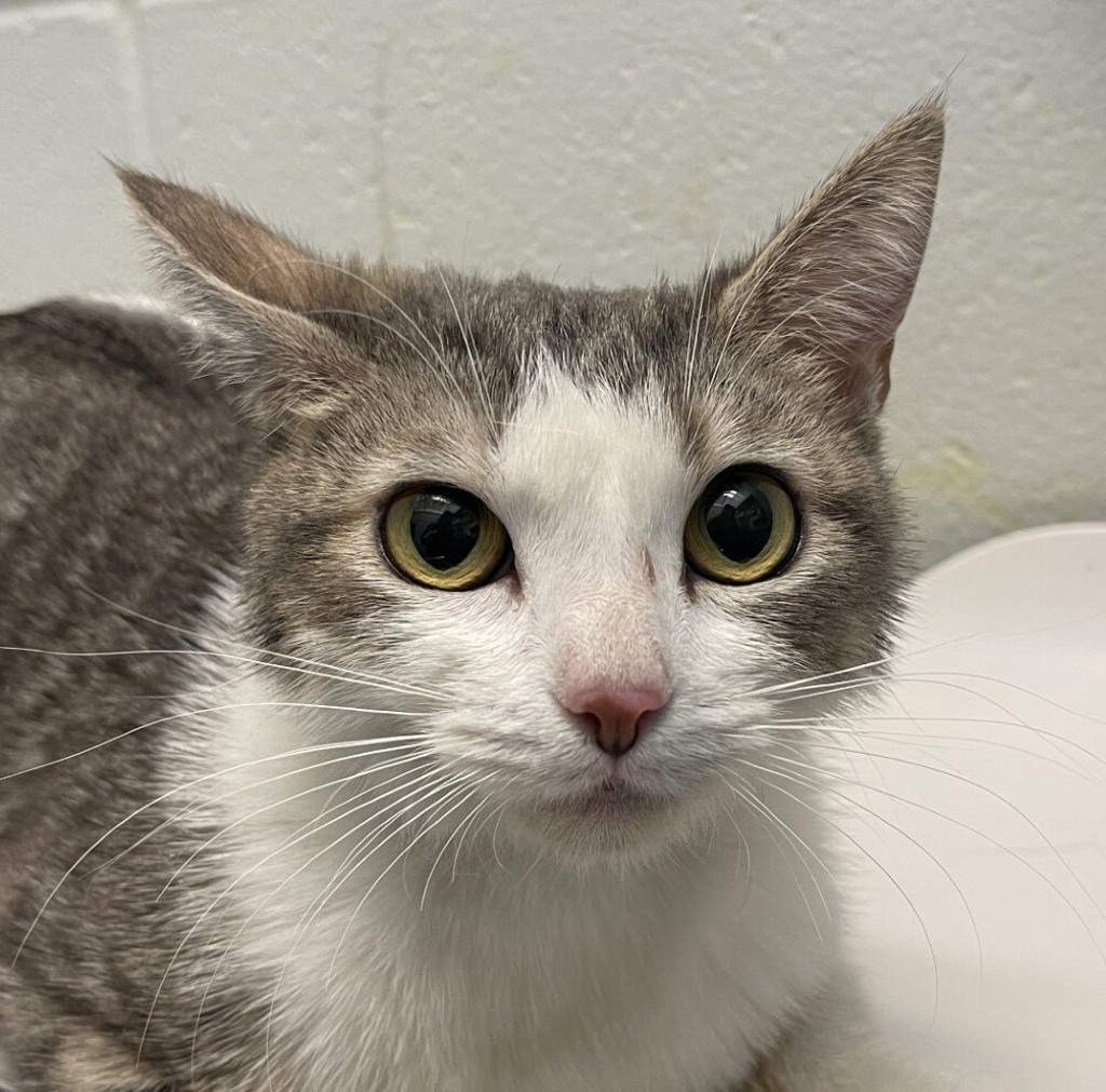 Shelter Stray Female Cat last seen Sheridan and Alameda, Lakewood, CO, 80226, 580 McIntyre St, Golden, CO 80401, USA