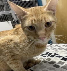 Shelter Stray Male Cat last seen 101 Chamomile Glen, Escondido, CA, 92025, Escondido, CA 92027, USA
