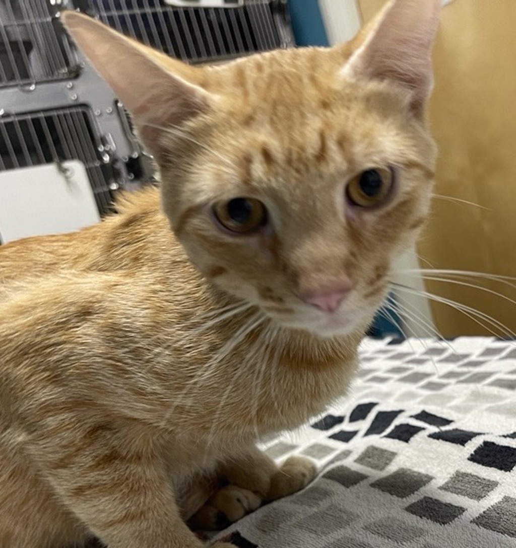 Shelter Stray Male Cat last seen 101 Chamomile Glen, Escondido, CA, 92025, Escondido, CA 92027, USA