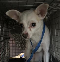 Shelter Stray Female Dog last seen Market St, San Diego, CA, 92115, 5500 Gaines St, San Diego, CA 92110, USA