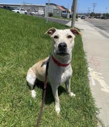 Shelter Stray Female Dog last seen Pier View Way, Oceanside, CA, 92054, Oceanside, CA 92058, USA