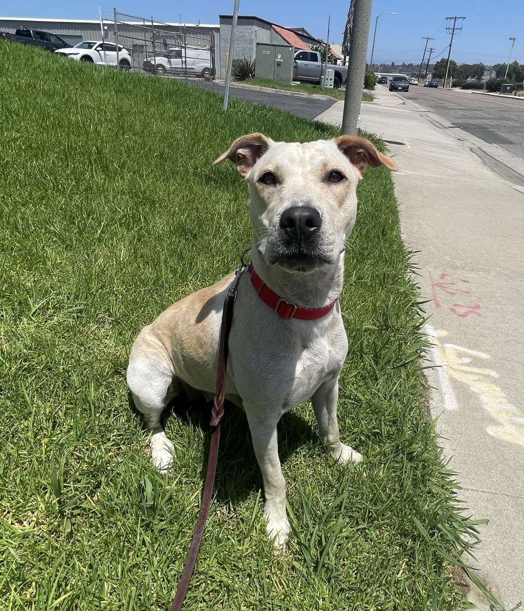 Shelter Stray Female Dog last seen Pier View Way, Oceanside, CA, 92054, Oceanside, CA 92058, USA