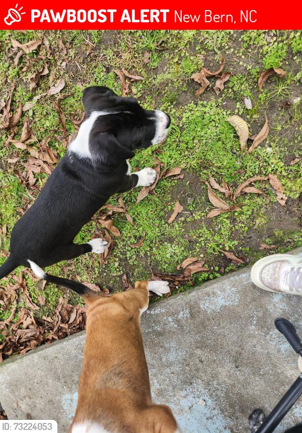 Lost Male Dog last seen Near Hwy 17 S, New Bern, NC 28562