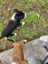 Lost Male Dog last seen Near Hwy 17 S, New Bern, NC 28562