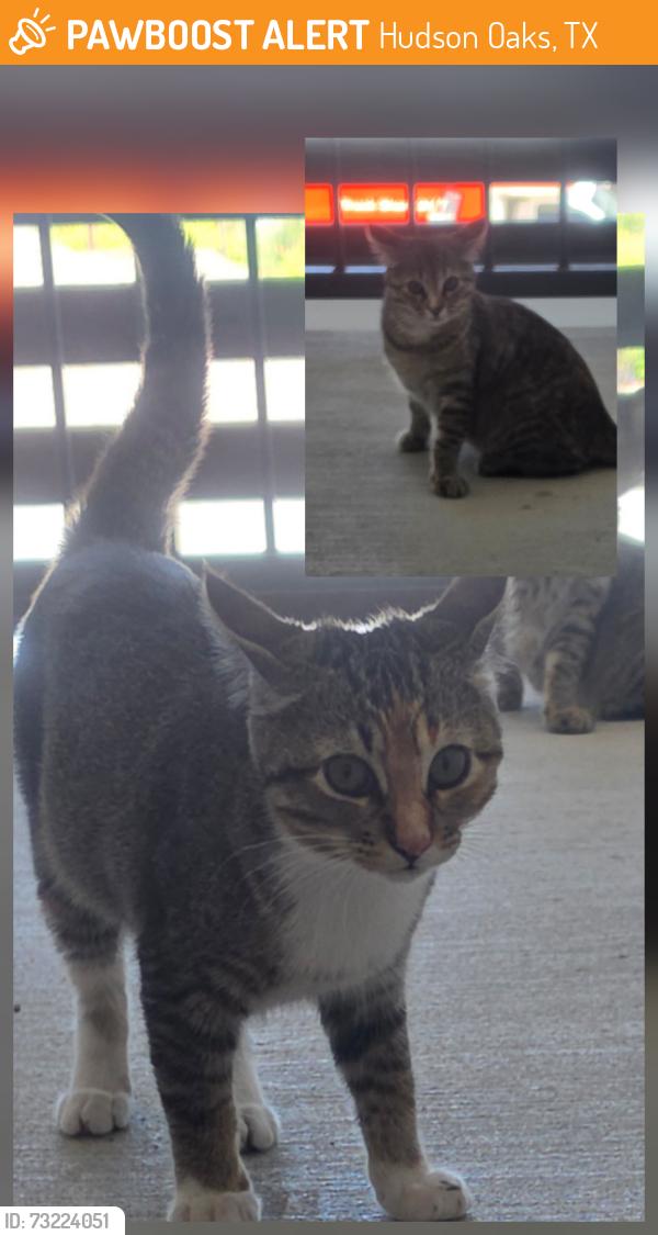 Found/Stray Unknown Cat last seen Crestview Dr & 180 last apmt bldg on Left, Hudson Oaks, TX 76087
