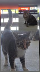 Found/Stray Unknown Cat last seen Crestview Dr & 180 last apmt bldg on Left, Hudson Oaks, TX 76087