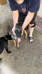 Found/Stray Female Dog last seen West Wind, El Paso, TX 79912