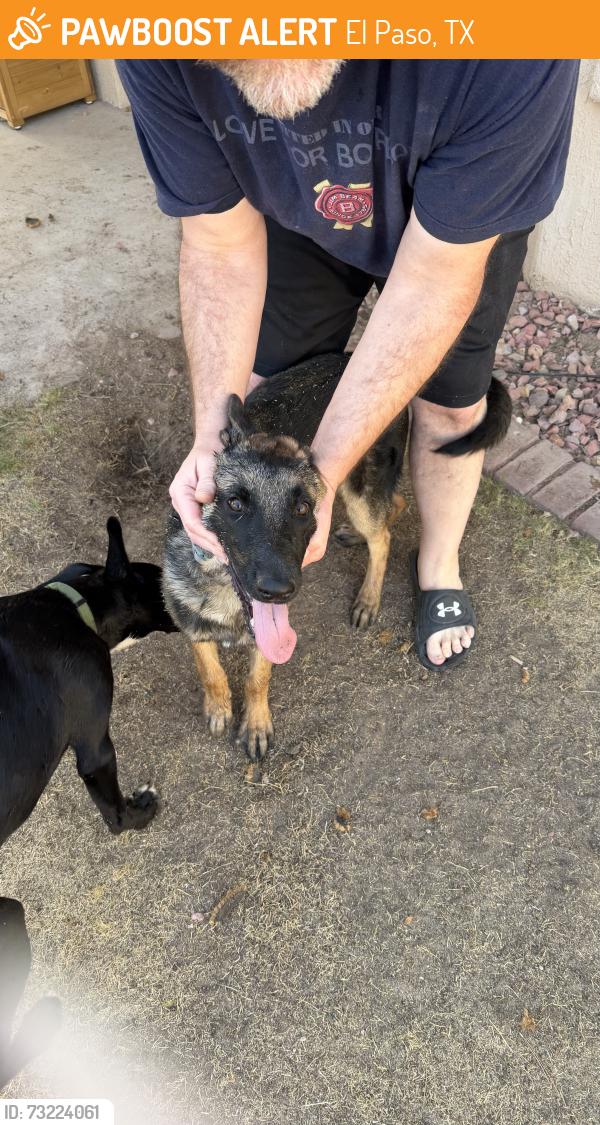 Found/Stray Female Dog last seen West Wind, El Paso, TX 79912
